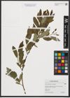 Foto von Salix myrsinifolia Salisb. x Salix phylicifolia L.